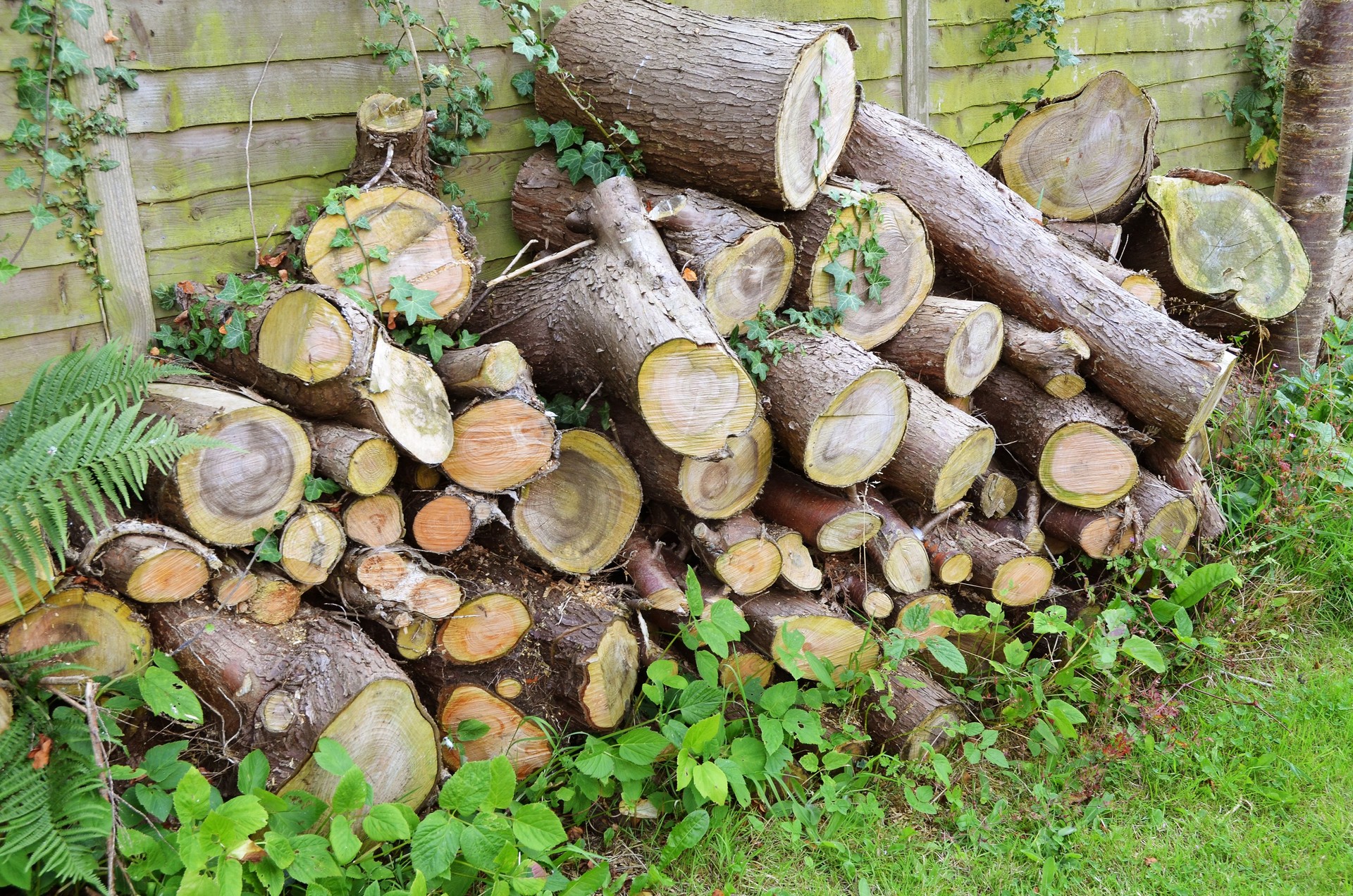 Pile of sawn logs stored for firewood